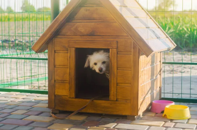 Hundehütten können im Sommer zur Hitzefalle werden