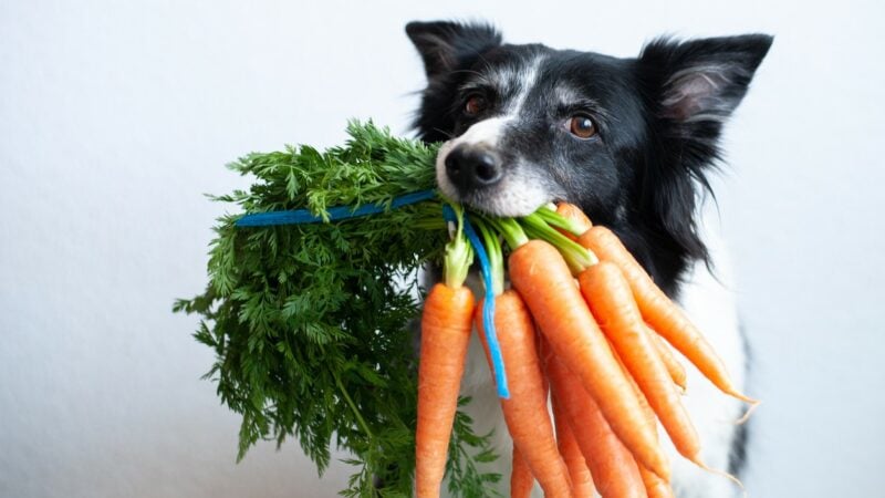 Mögen Hunde veganes Futter oder Fleisch lieber?