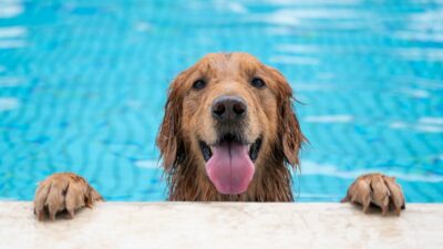 Gassigehen im Sommer: Alternative Ideen für das Hundewohl