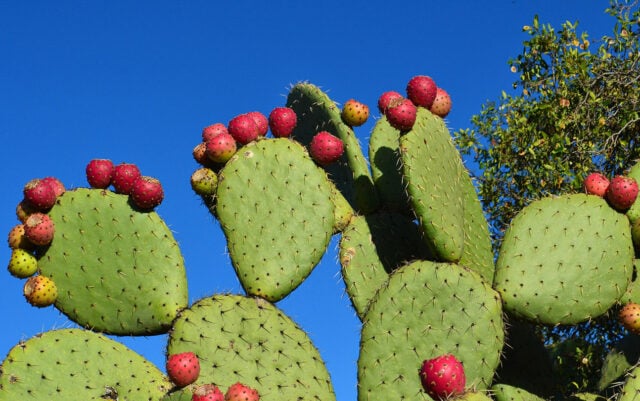 Grüne Erneuerbare aus Kaktusfeigen