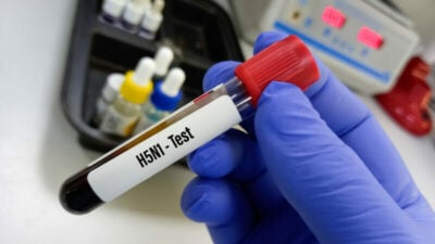 Vogelgrippe: EU-Vertrag über 40 Millionen Impfdosen – WHO sieht Krankheit mit „Pandemiepotenzial“