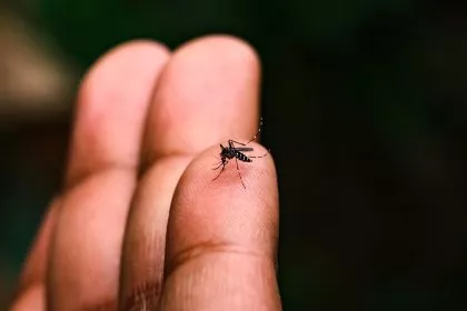 Prämie für eingefangene Mücken: Philippinen kämpfen gegen Denguefieber