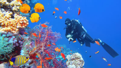 Korallenbleiche in Malaysia: Fischereiministerium fordert Einschränkung des Tourismus