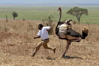 Zebras, Antilopen & Co.: Südafrika will Wildfleischproduktion massiv ausbauen