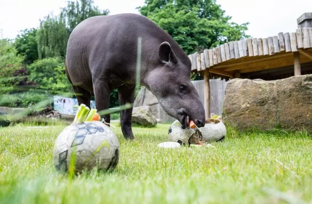 Tierisches Orakel: Noch übt Tapir Theo im Allwetterzoo in Münster mit neutralen Bällen. Doch mit Beginn der Fußball-EM&nbsp;wird er sich vor jedem Deutschlandspiel für einen Ball in den Nationalfarben der antretenden Teams entscheiden und so das Spielergebnis voraussagen.