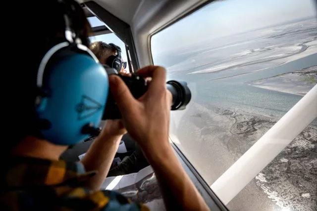 Aus der Luft zählen und fotografieren Experten Alt- und Jungtiere, die sich bei Ebbe ausruhten.