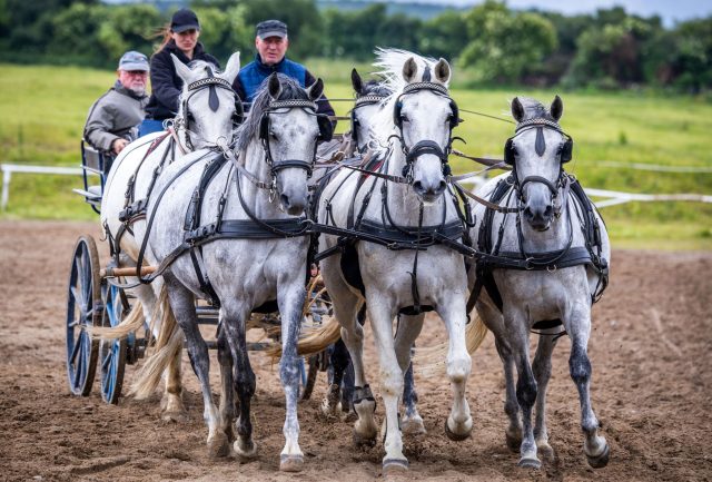 Ein Pferdegespann trainiert für die diesjährige Stutenparade auf dem Gestüt Ganschow. An den ersten drei Juli-Wochenenden zieht die Pferdeshow in Mecklenburg-Vorpommern zahlreiche Besucherinnen und Besucher an.