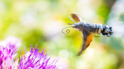 Insekten-Wanderung: 3.000 Schwebfliegen pro Meter und Minute