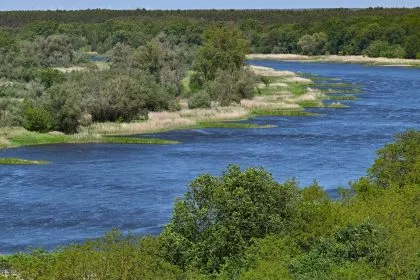 Mehr Goldalgen und tote Fische in Oder – Behörde berät