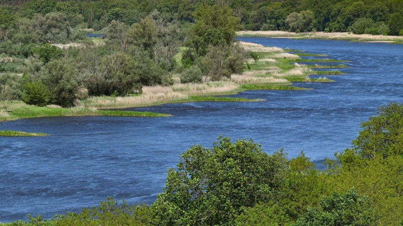 Zwei Jahre nach dem Fischsterben in der Oder haben polnische Behörden erneut giftige Goldalgen im Fluss entdeckt.