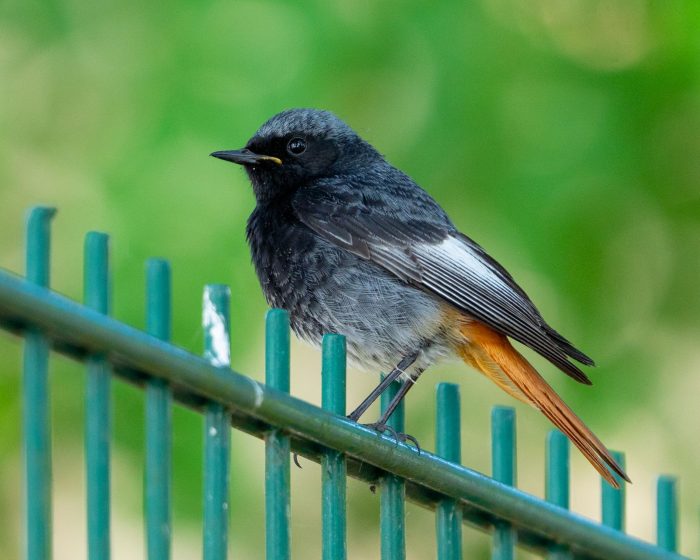 Hausrotschwanze (Phoenicurus ochruros) lieben höhergelegene Orte wie Baumkronen, Dachgiebel oder Mauern.