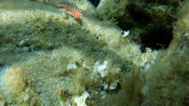 Ein Feuerwurm (Hermodice carunculata) zwischen Korallen im Meer.