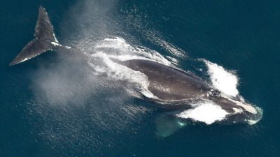 Makah-Stamm darf wieder Grauwale jagen