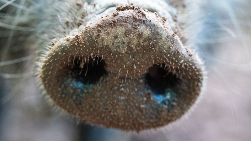 Für Menschen und andere Tierarten ist die Viruserkrankung ungefährlich - bei Haus- und Wildschweinen dagegen unheilbar und verläuft fast immer tödlich.