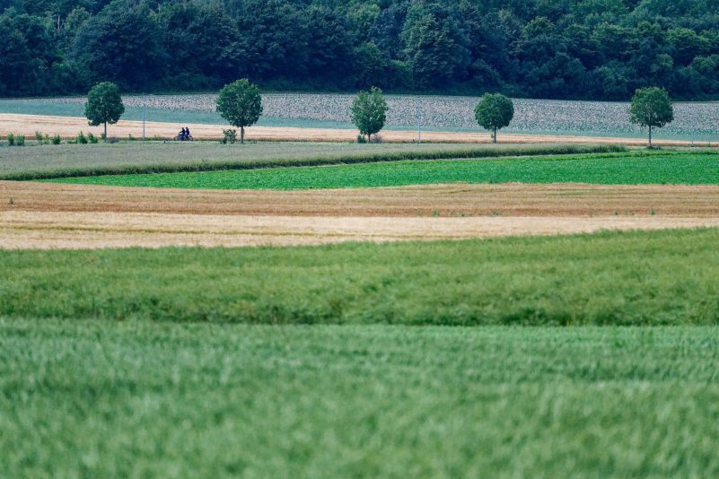 In der EU sollen mehr Bäume gepflanzt sowie Moore und Flüsse in ihren natürlichen Zustand zurückversetzt werden.
