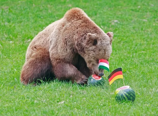 &quot;Orakel&quot; Braunbär Moritz frisst im Tiergehege am Hexentanzplatz in Thale (Sachsen-Anhalt) die Melone mit der ungarischen Fahne und lässt die Melone mit der deutschen Fahne zunächst stehen. Im Tiergehege interpretiert man die Entscheidung des Bären als einen Sieg für Deutschland.