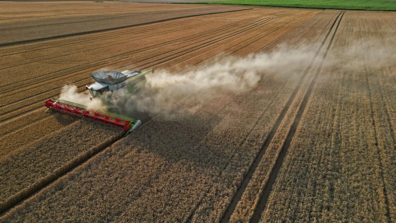 Eine Prognose für die Ernte 2024 in Deutschland will der Verband beim Ernteauftakt am 1. Juli vorstellen.
