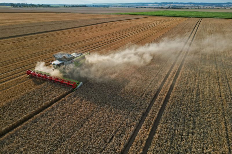 Eine Prognose für die Ernte 2024 in Deutschland will der Verband beim Ernteauftakt am 1. Juli vorstellen.