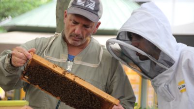 „Kein Unterschied für Bienen“: Imkern in New York