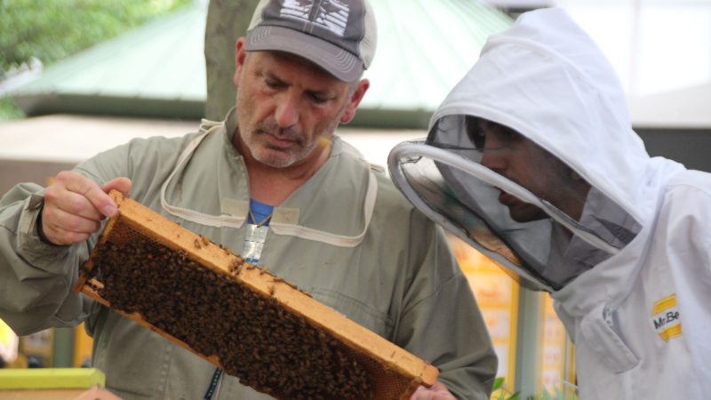Imker Andrew Coté (l.) checkt gemeinsam mit einem Helfer die Bienenstöcke im New Yorker Bryant Park. Imkern in New York wird immer beliebter.
