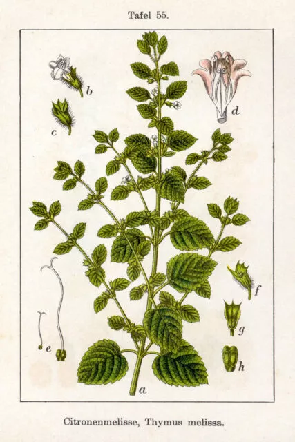 Zitronenmelisse