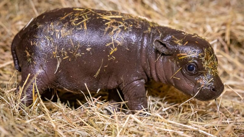 Fans reichen 20.000 Namensvorschläge für Mini-Hippo ein