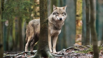 Niederländische Behörden melden mutmaßliche Wolfsangriffe auf Kinder und warnen Eltern