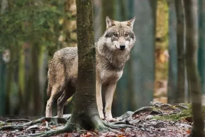 Niederländische Behörden melden mutmaßliche Wolfsangriffe auf Kinder und warnen Eltern