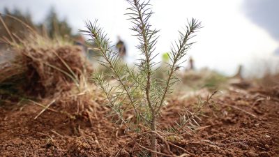 Der deutsche Wald verändert sich