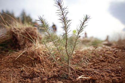 Der deutsche Wald verändert sich