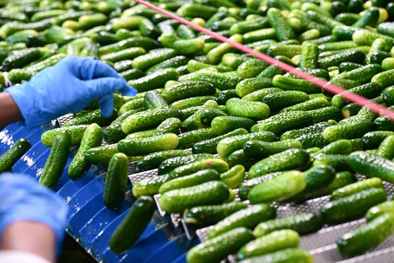 In der Hengstenberg-Produktion werden Einlegegurken verarbeitet.