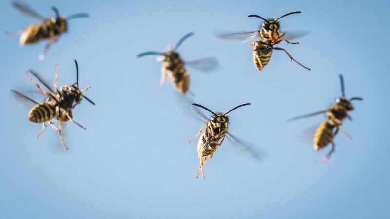 Auf der Flucht vor einem Wespenschwarm ist in Italien ein Strandurlauber gestorben. (Foto: Illustration)