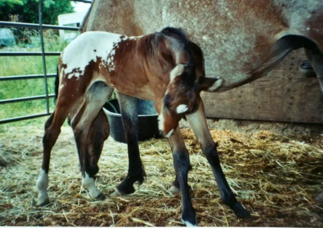 Das Pferd Endo the Blind als Fohlen.