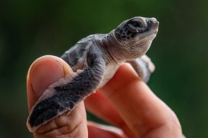 Schmugglerring „Ninja Turtle Gang“ in Malaysia zerschlagen