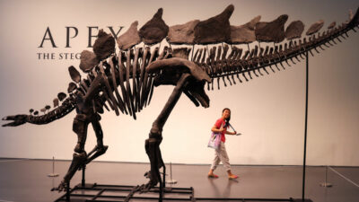 Größtes Stegosaurus-Skelett kommt für 44,6 Millionen Dollar unter Hammer