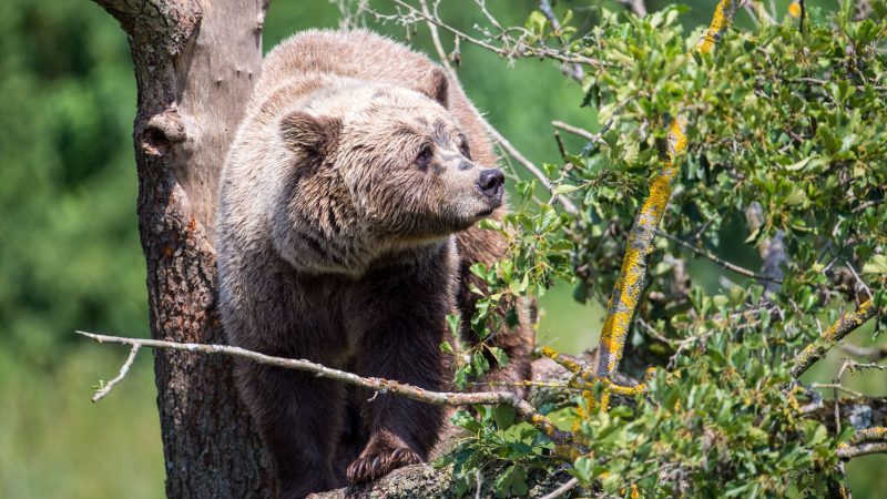 Die Oberallgäuer Landrätin Indra Baier-Müller fordert weitere Maßnahmen für den Fall, dass ein aggressiver Braunbär nach Bayern einwandert.