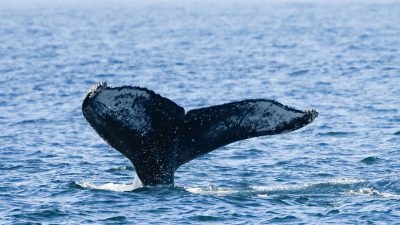 Seltener Buckelwal tummelt sich in der südlichen Nordsee