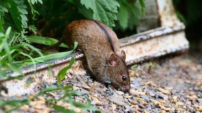 Taktisch täuschen: Filmreife Tricks bei Mäusen