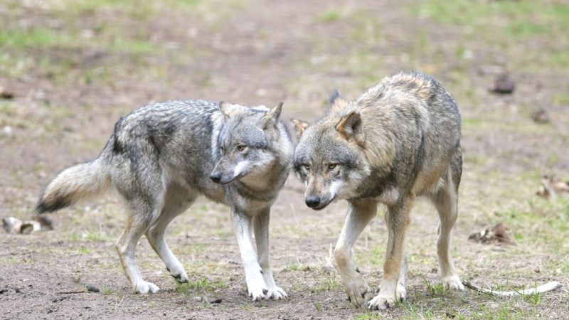 Wolf reißt angeleinten Hund in Niederlanden mit
