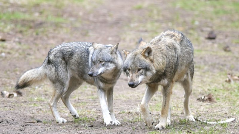 Ein Wolf hat in einem Naturgebiet den angeleinten Hund eines Spaziergängers mitgerissen und verschleppt (Archivbild).