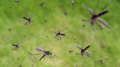 Tipps und Fakten für den Schutz gegen Mücken
