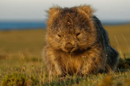 Wochenrückblick (Teil 1): Neues ehrenamtliches Jobangebot: Gassigehen mit Wombats