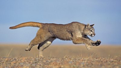 Zehnspurige Autobahn in Los Angeles erhält Übergang für Wildtiere