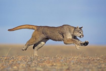 Zehnspurige Autobahn in Los Angeles erhält Übergang für Wildtiere