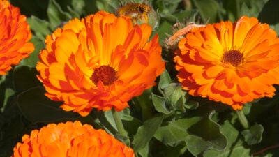 Ringelblume: Wundheilerin aus dem Garten