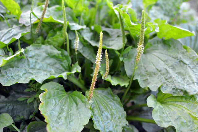 Im Sommer wächst der große Spitzwegerich (Plantago major, Plantago borysthenica) wild. Foto: Orest Lyzhechka/ iStock