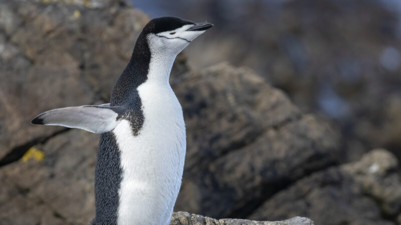 Antarktische Pinguine in Ekstase