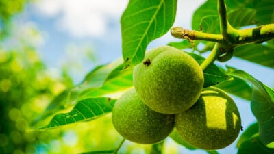 Die letzten Himbeeren sind gepflückt – von Silke Ohlert