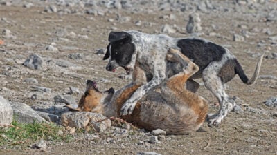 Türkisches Parlament stimmt für Tötung kranker und aggressiver Straßenhunde