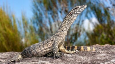 Australiens Riesenechsen retten Schafe vor dem lebendigen Verzehr